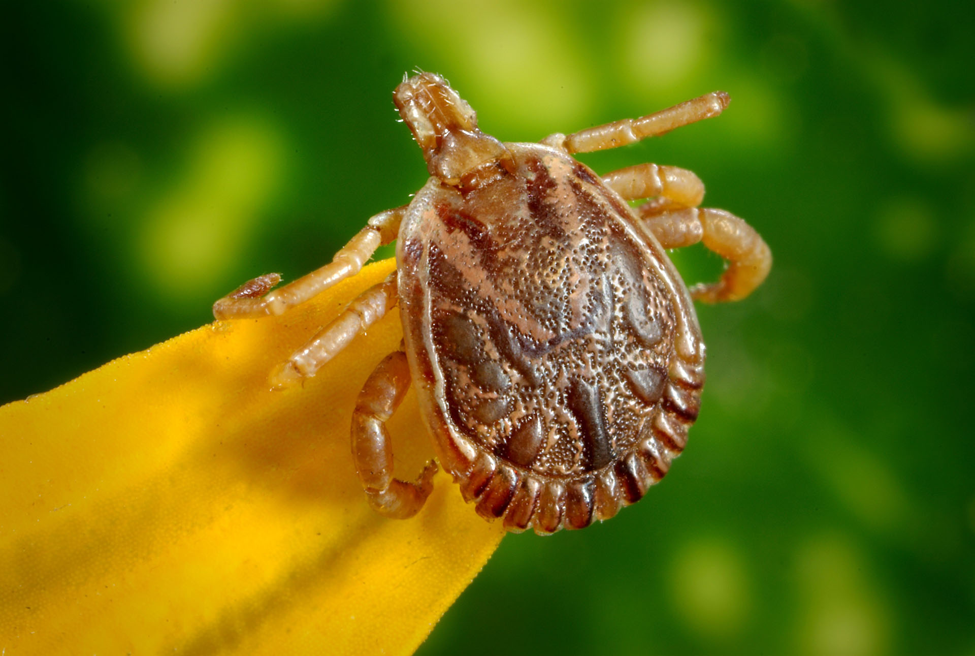 Tick Control and Prevention - Mc Ace Pest Control Philippines
